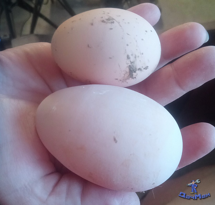 Размеры куриных яиц