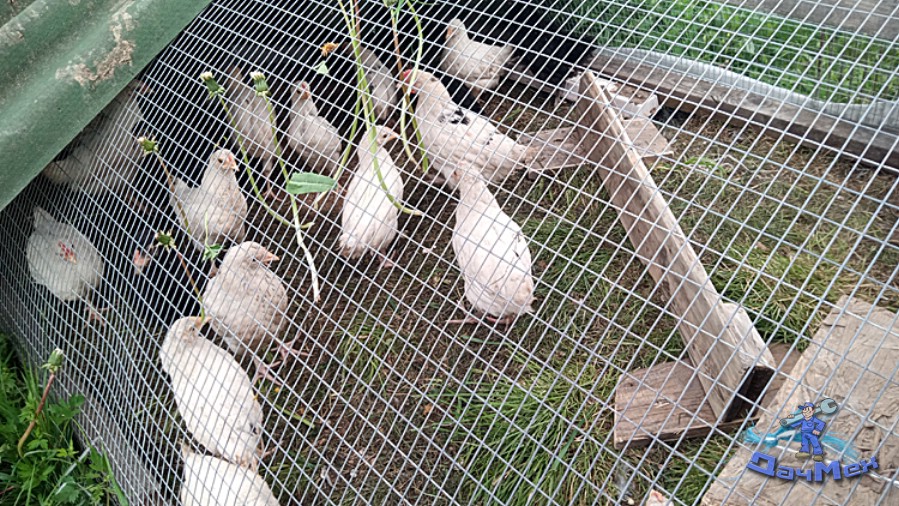 Подросшие цыплятки в летнем курятнике