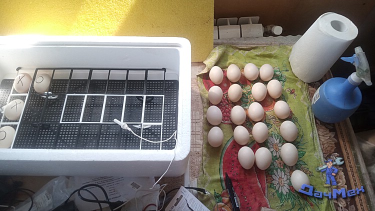 Крестики-Нолики, закладка яиц в инкубатор