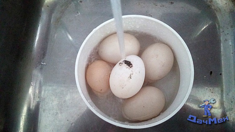 Перед употреблением яйца необходимо помыть